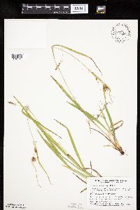 Carex granularis image