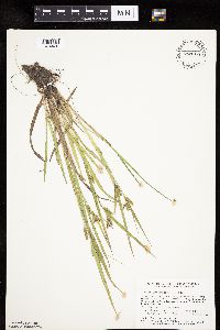 Carex granularis image