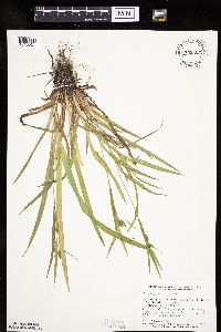 Carex granularis image