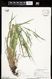 Carex granularis image