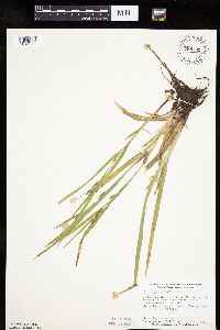 Carex granularis image