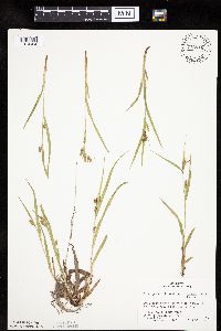 Carex granularis image