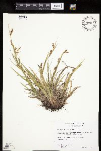 Carex granularis image