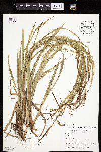 Carex granularis image