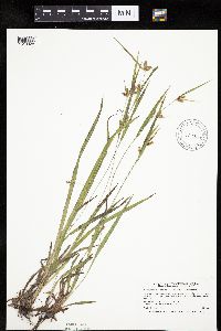 Carex granularis image