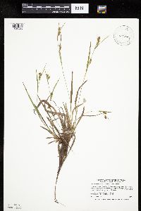Carex granularis image