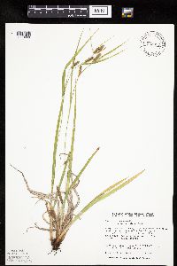 Carex granularis image