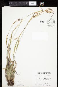 Carex granularis image