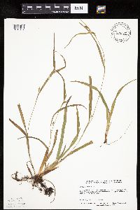 Carex granularis image
