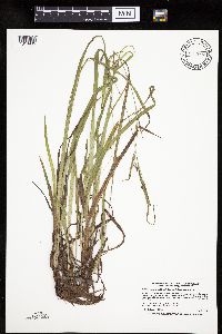 Carex granularis image
