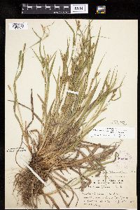 Carex granularis image