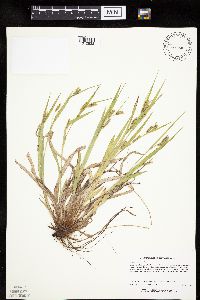 Carex granularis image