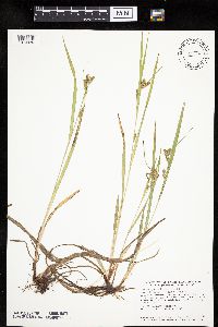 Carex granularis image