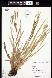 Carex granularis image