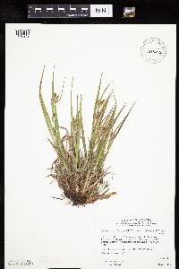 Carex granularis image