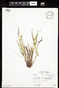 Carex granularis image