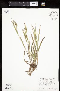 Carex granularis image