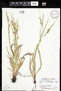 Carex granularis image