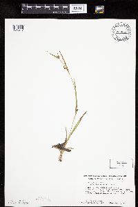 Carex granularis image