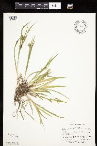 Carex granularis image
