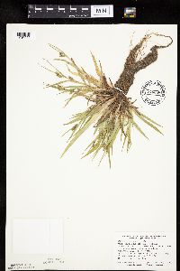 Carex granularis image