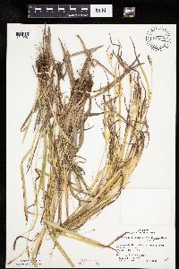 Carex granularis image