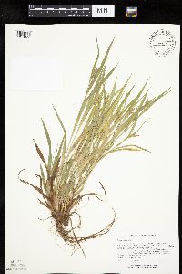Carex granularis image