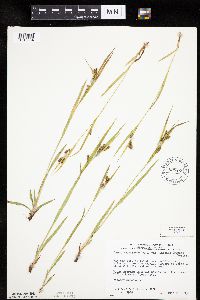 Carex granularis image