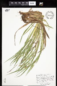 Carex granularis image