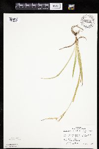 Carex granularis image