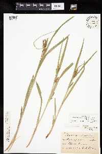Carex granularis image