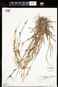 Carex granularis image