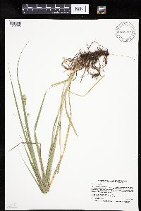 Carex gravida image