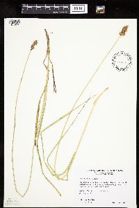 Media resource of Carex gravida