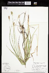 Carex gravida image