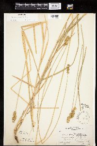 Carex gravida image