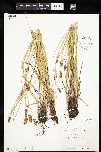 Carex gravida image