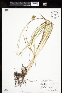 Carex gravida image