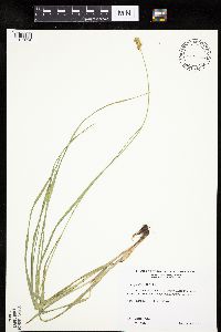Carex gravida image