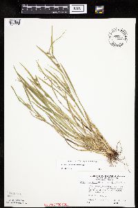 Carex grisea image