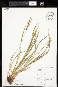 Carex grisea image