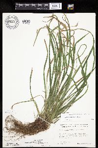 Carex grisea image