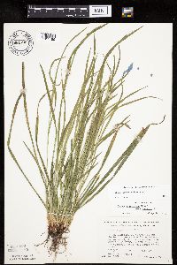 Carex grisea image