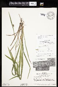 Carex grisea image