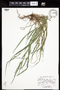 Carex grisea image