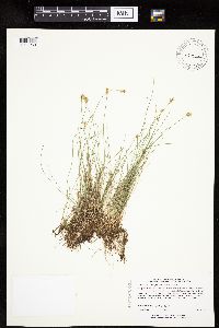 Carex gynocrates image