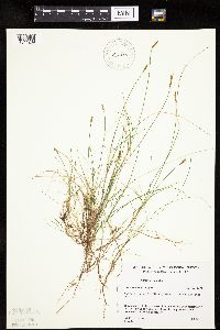 Carex gynocrates image
