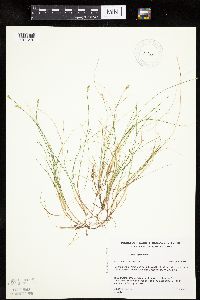 Carex gynocrates image
