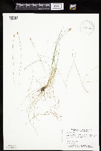 Carex gynocrates image