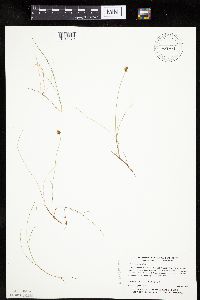 Carex gynocrates image